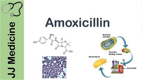 Working Mechanism of Amoxicillin
