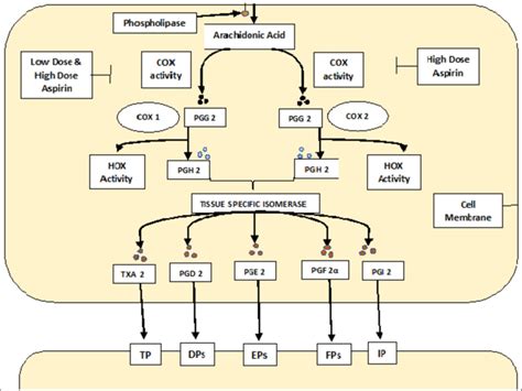 Aspirin mechanism