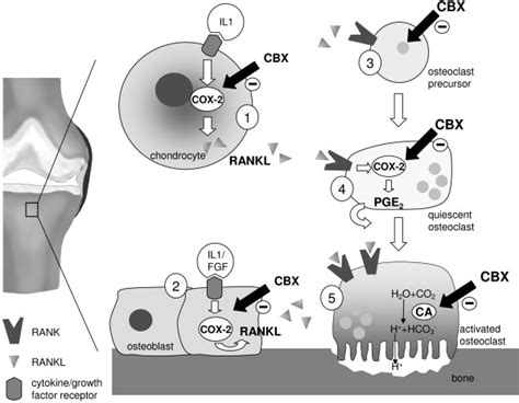 Working Mechanism of Celecoxib