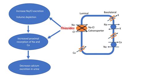 Working Mechanism of HCTZ