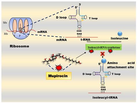 Working Mechanism of Mupirocin Ointment