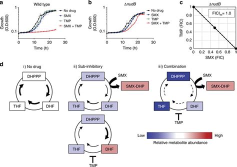 Working Mechanism of TMP/SMX