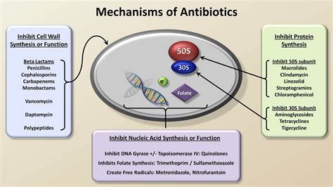 Working Mechanism of Z Pack Antibiotics