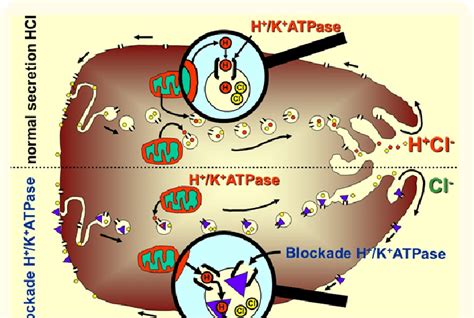 Working Mechanisms of HCl