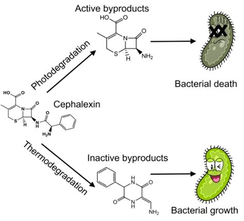 Working Mechanisms of Cephalexin