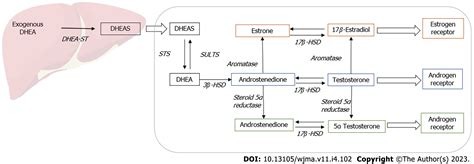 Working mechanisms of DHEA sulfate
