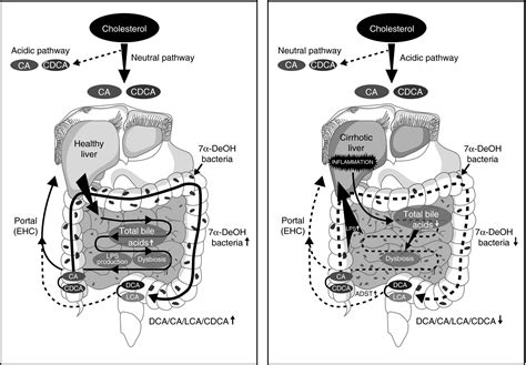 Xifaxan Mechanism of Action