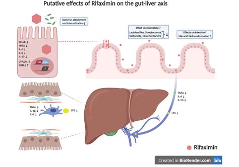 Xifaxan Mechanism of Action