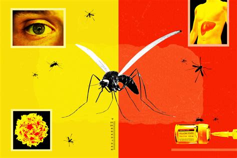 Yellow Fever