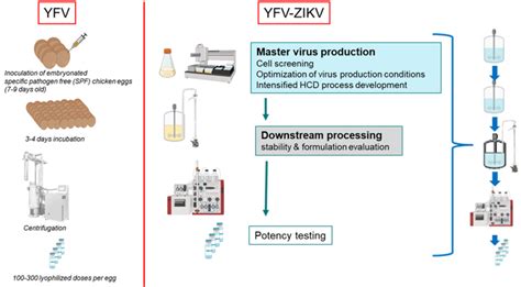 Yellow Fever Next Steps