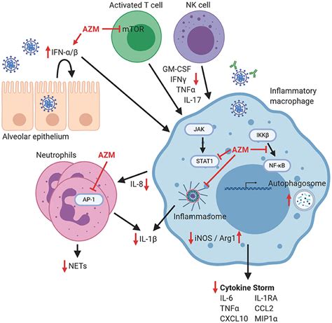 Zithromax Mechanism Image