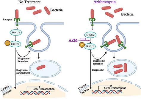 Zithromax Mechanism of Action