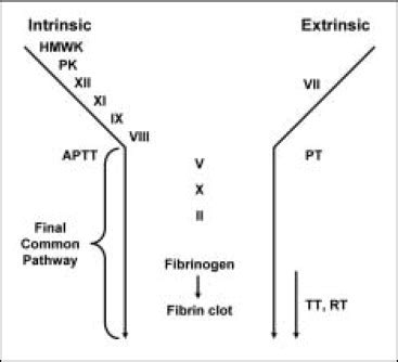 Abnormal Prothrombin Time Results