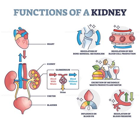 addressing kidney function test abnormalities
