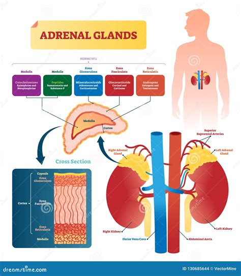 adrenal gland
