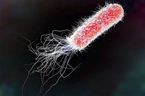 E Coli Symptoms in Adults