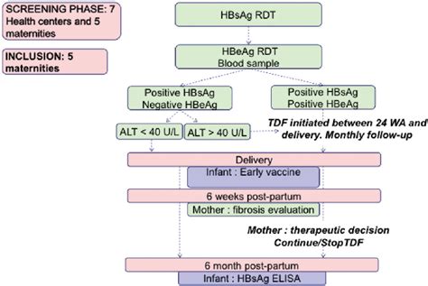 alanine aminotransferase enzyme