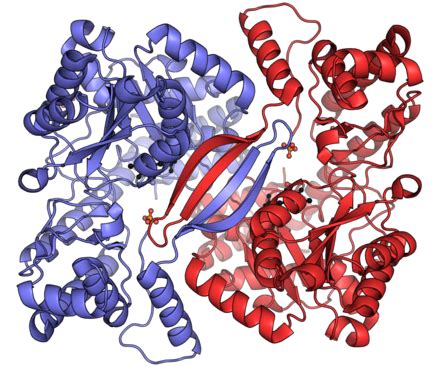 Alanine Transaminase