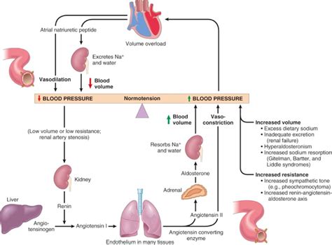 Aldosterone and blood pressure regulation