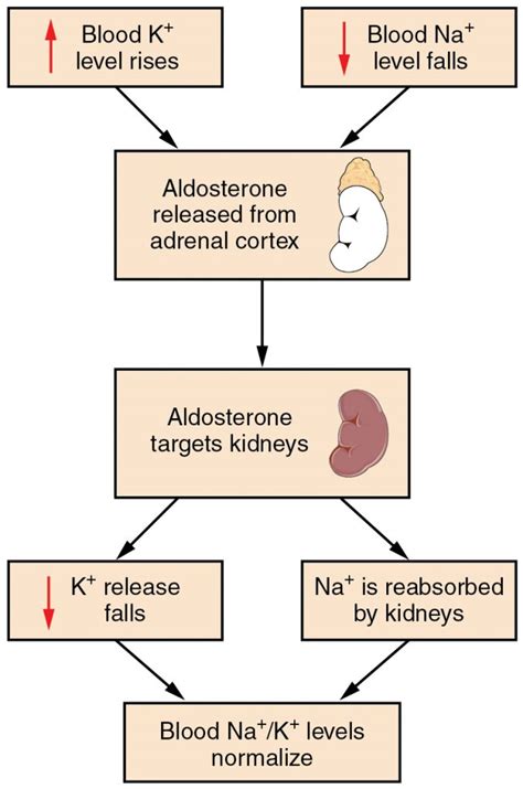 Aldosterone and electrolyte balance