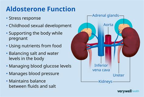 Aldosterone hormone function
