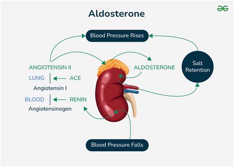 Aldosterone imbalance and health problems
