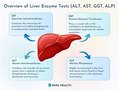 ALP and GGT tests