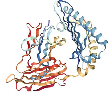 Alpha Fetoprotein