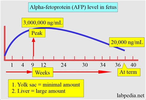 Alpha Fetoprotein Levels