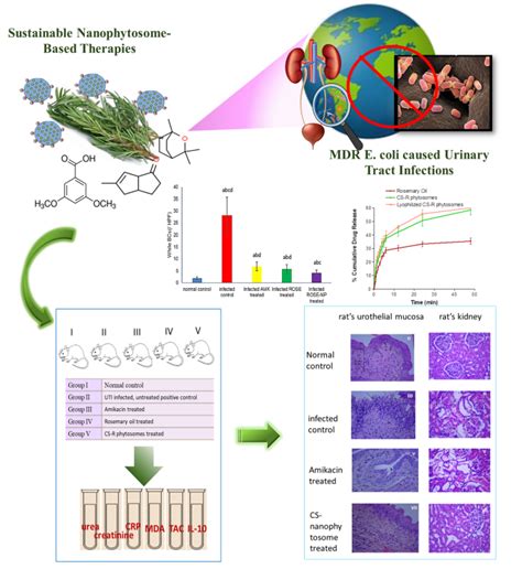 Alternative Therapies for E. coli Infections