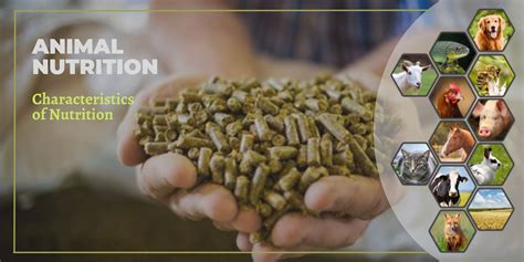 Iron sulfate in animal nutrition