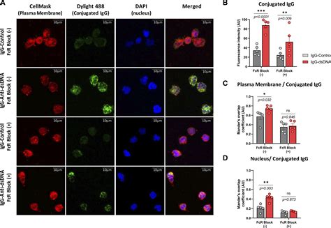 Anti-dsDNA Antibody Test