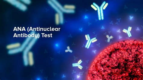 Anti-Nuclear Antibody Test