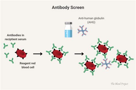 Antibody Screen Process