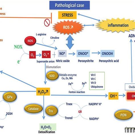 Antioxidant Mechanisms