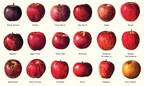 apple varieties