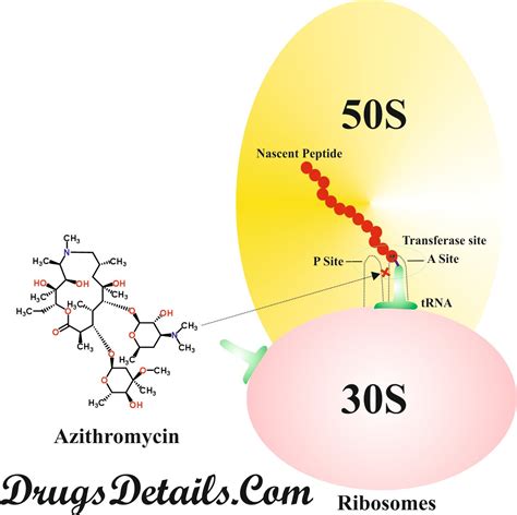 Azithromycin History