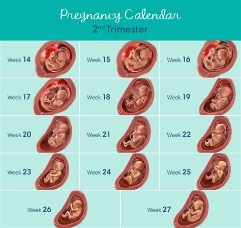 baby size by week second trimester
