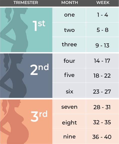 baby size by week third trimester