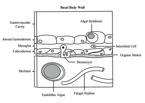 Basal Body Structure
