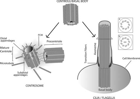 basal body function