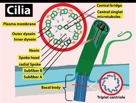 Basal Body Function