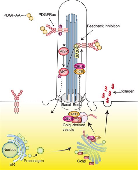 basal body signaling