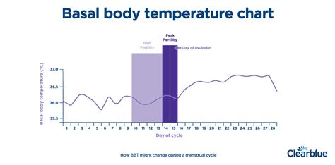 basal body temperature
