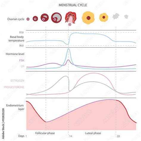 basal body temperature and menstrual cycle