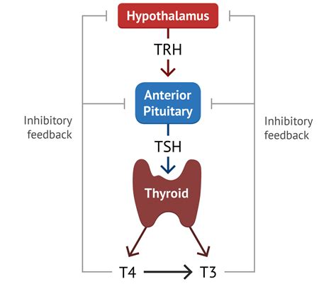 Basal Metabolic Temperature and Thyroid Health