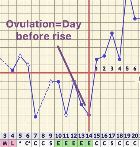 BBT Fertility