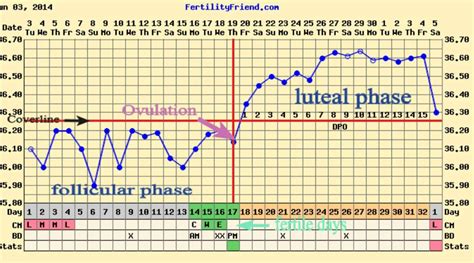 BBT Ovulation