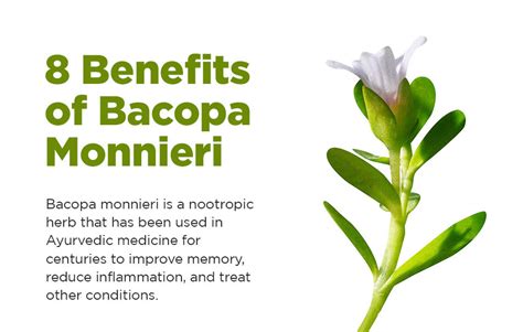 Benefits of Bacopa Monnieri for Brain Health