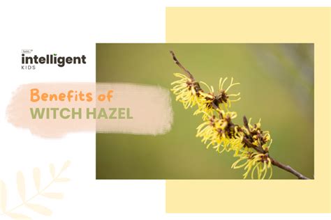 Benefits of Witch Hazel Despite Side Effects